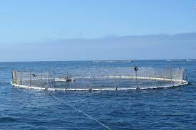 aquaculture Sea : Blue Biotechnology