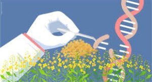 gm crops : yellow biotechnology